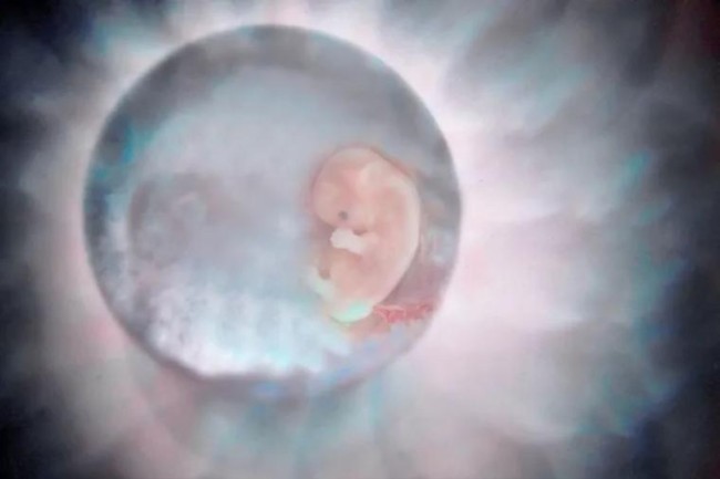 La Corte Suprema de Alabama dictamina que los embriones congelados son seres humanos y cita la Biblia en su opinión